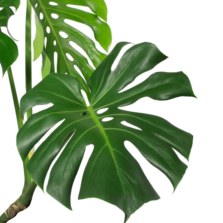 Monstera deliciosa D.17 H.60 - i Giardini di Giulia  