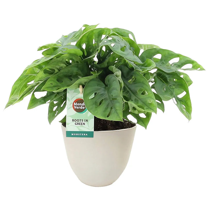 Monstera Adansonii online - pianta tropicale con foglie forate in vaso avorio per interni