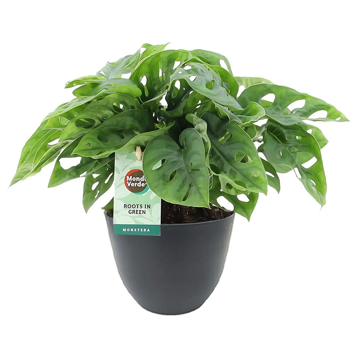 Monstera Adansonii - pianta da interno con foglie forate in vaso antracite