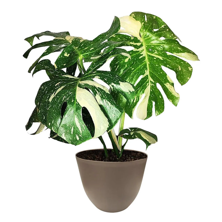 Monstera Thai Constellation con foglie variegate bianco-verdi in elegante vaso tortora, pianta tropicale d’arredo da interno con vaso riciclato da 25 cm.