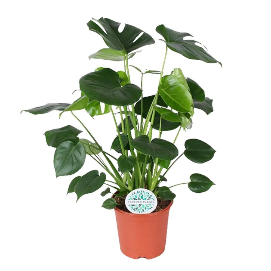 Monstera Deliciosa 80 cm - pianta tropicale in vaso, con foglie grandi e forate, perfetta per arredamento moderno