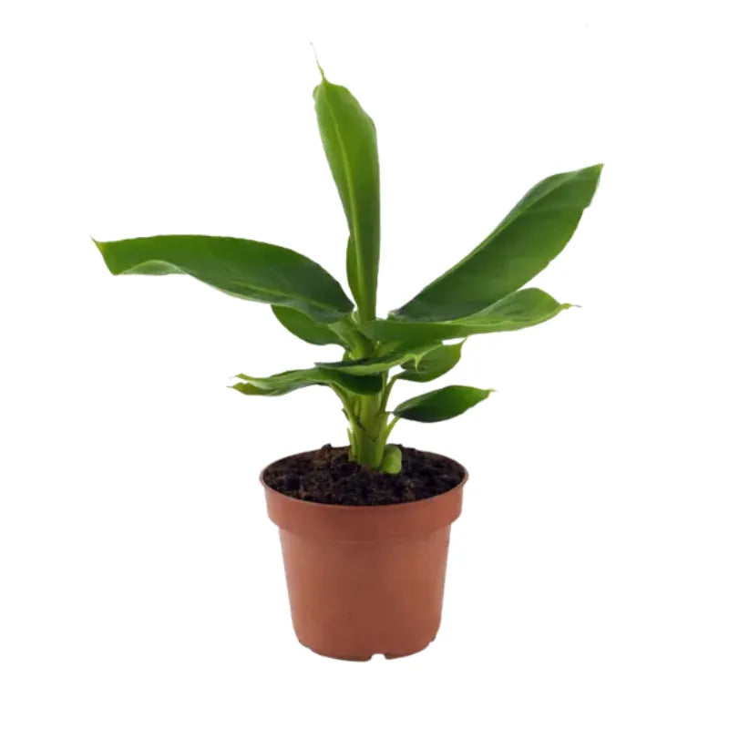 Musa Tropicana - pianta tropicale ornamentale in vaso da coltivazione su sfondo bianco