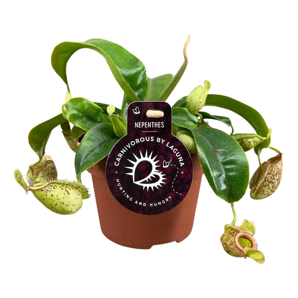 Nepenthes Hookeriana vs 12