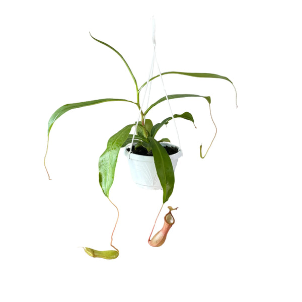 Pianta carnivora lunghezza 35/45 cm vaso basket diametro 15 cm