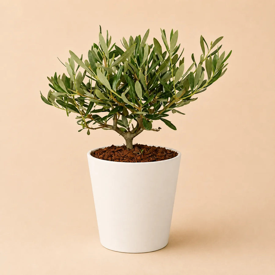 Bomboniere matrimonio con bonsai Ficus Ginseng in vaso bianco Dallas, decorate con tag ringraziamento e allestimento elegante con candele e confezioni regalo.
