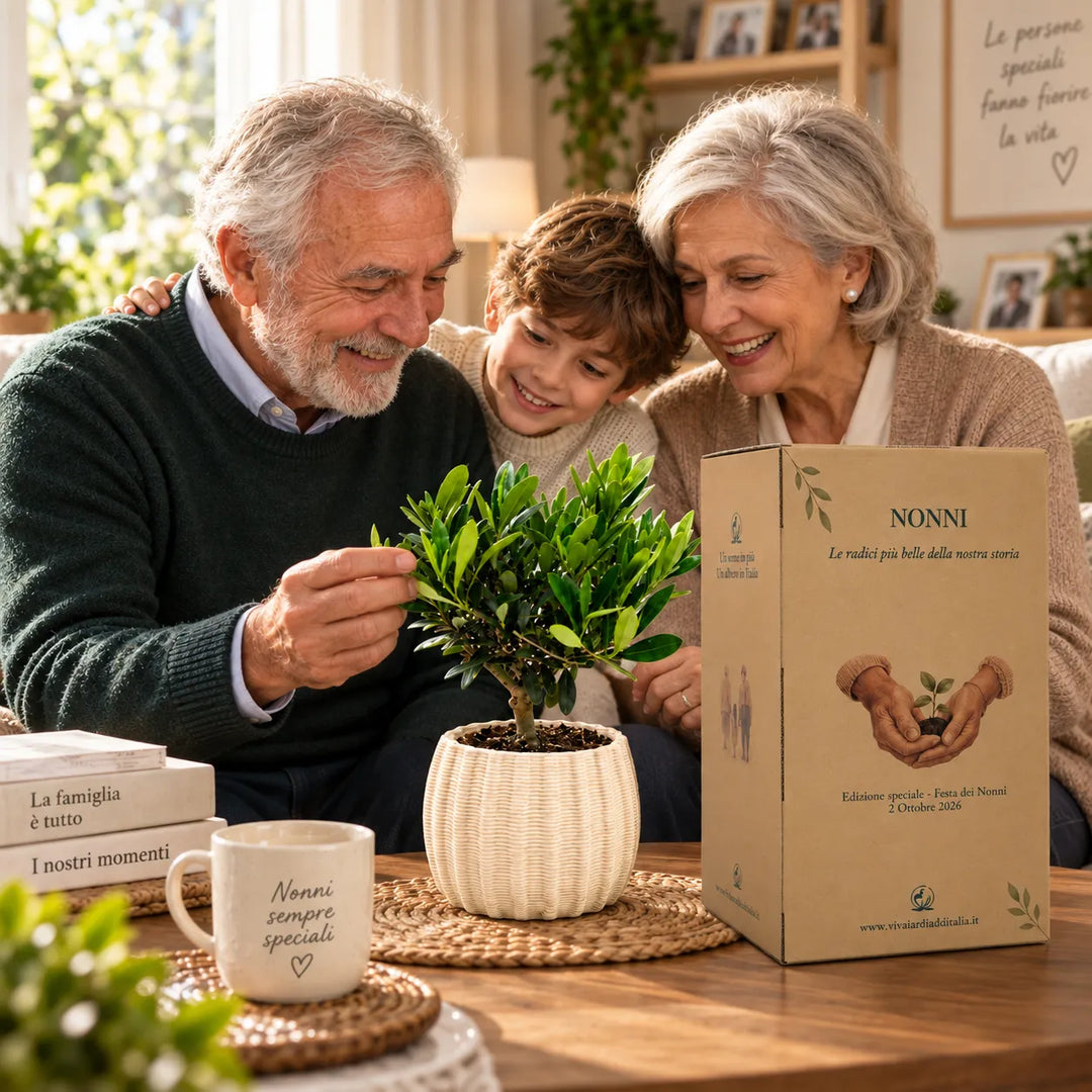 Olivo alto 35 cm in vaso Dioniso con scatola regalo, presentato in ambiente familiare con nonni e nipote