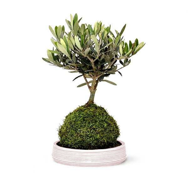 Kokedama Olivo Bonsai - pianta con sfera di muschio e base in ceramica artigianale su superficie chiara