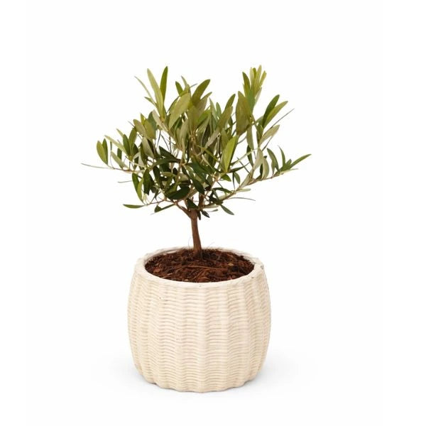 Olivo bonsai in vaso di ceramica artigianale Dioniso D.13