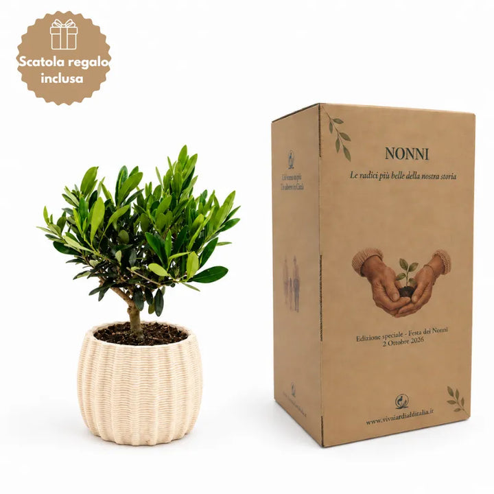 Olivo alto 35 cm in vaso artigianale Dioniso diametro 16 cm con scatola regalo inclusa per la Festa dei Nonni