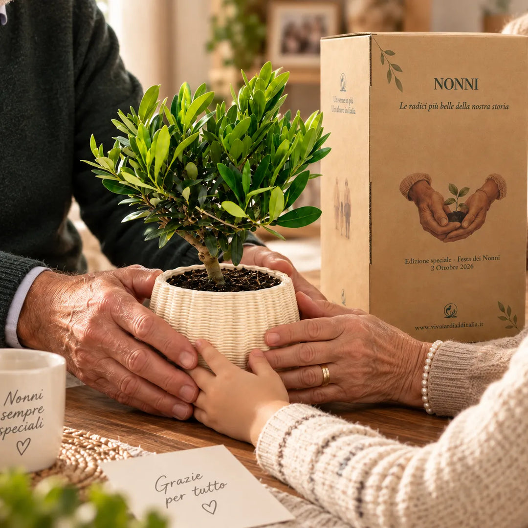 Dettaglio dell’olivo in vaso artigianale Dioniso con scatola regalo, regalo green per nonni