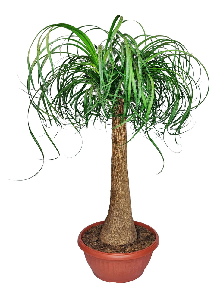 Beaucarnea Mangiafumo 85 cm - pianta da interno con tronco robusto e foglie verdi
