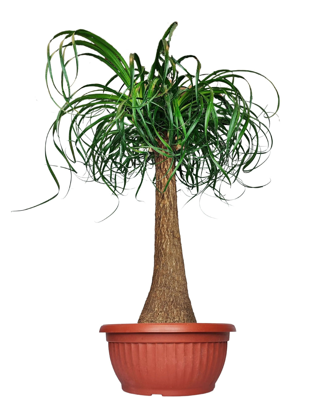 Beaucarnea (Mangiafumo) - dettaglio della base bulbosa e del tronco