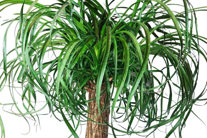 Pianta Beaucarnea Mangiafumo - dettaglio del vaso in plastica e della base