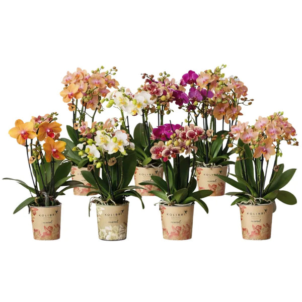 Phalaenopsis overig 3 Steli Colori mix D.9 H.40 cm