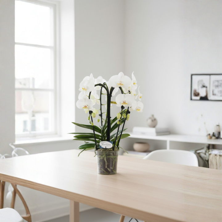 Orchidea Phalaenopsis bianca Fontano su tavolo in ambiente luminoso, pianta da interno elegante con fiori bianchi e foglie verdi