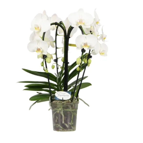 Phalaenopsis overig wit Fontano Bellagio D.12 H.50 cm