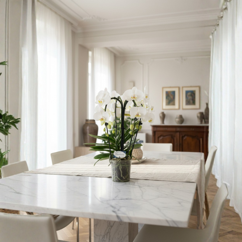 Orchidea Phalaenopsis bianca su tavolo da pranzo in ambiente classico, pianta ornamentale elegante e luminosa