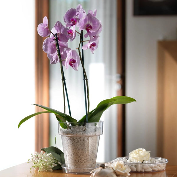 Vaso Porto Clear