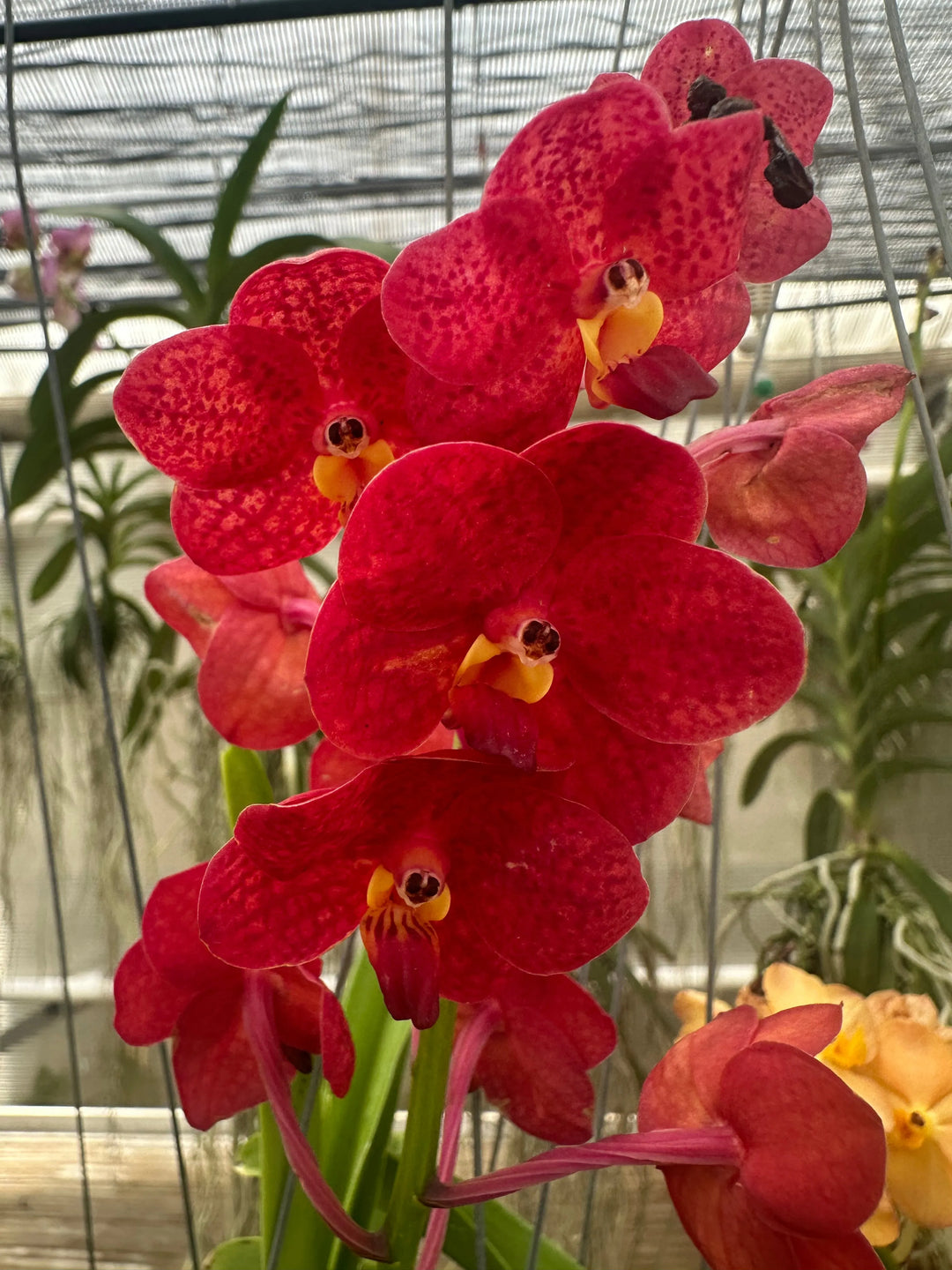 fiore orchidea vanda di colore rosso variegato
