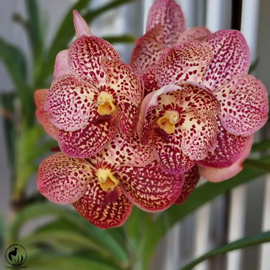 fiore di orchidea vanda viola screziato