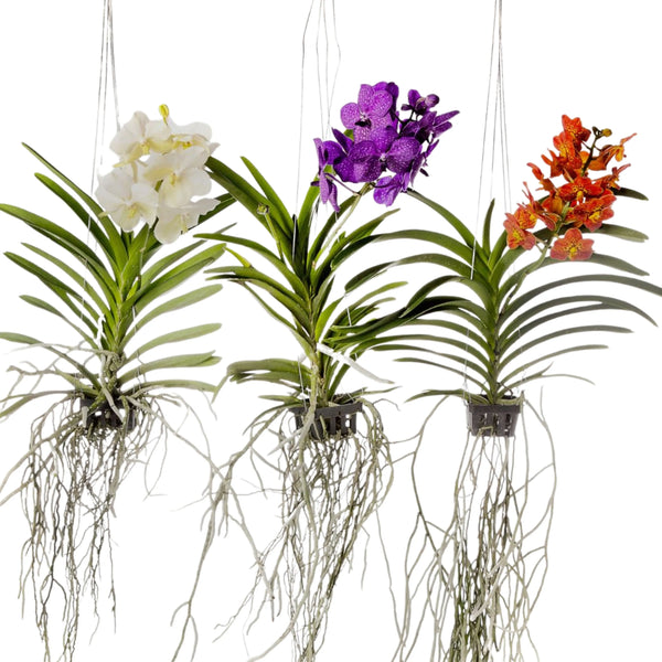 Orchidea Vanda Aerea 65 cm