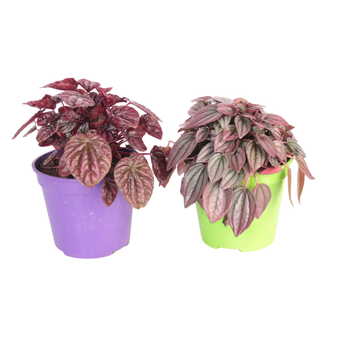 Peperomia Caperata - pianta da interno con foglie rugose verde scuro e riflessi bronzei