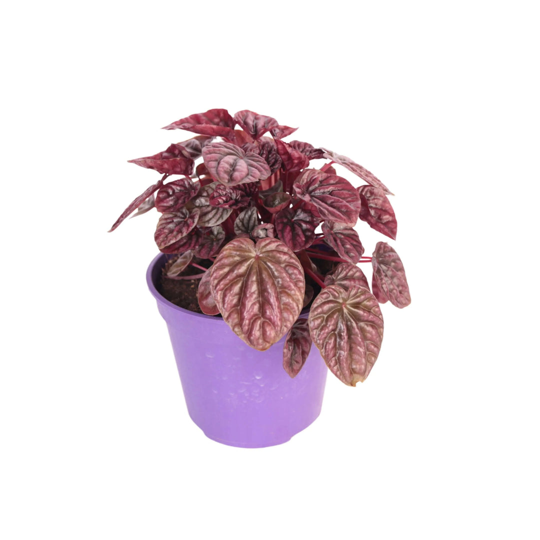 Peperomia Caperata - esemplare compatto in vaso da 12 cm, ideale per scrivanie