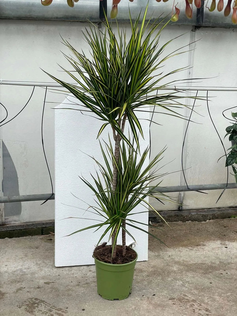 DRACAENA MARGINATA KIWI T.60 D.21 - i Giardini di Giulia  