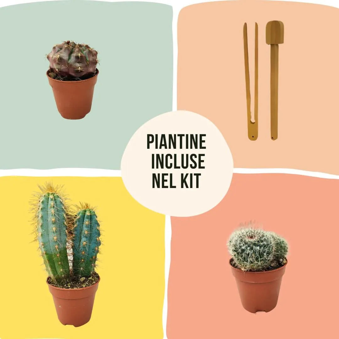 Piante grasse assortite, ideali per un terrarium fai da te, con foglie carnose e variegate