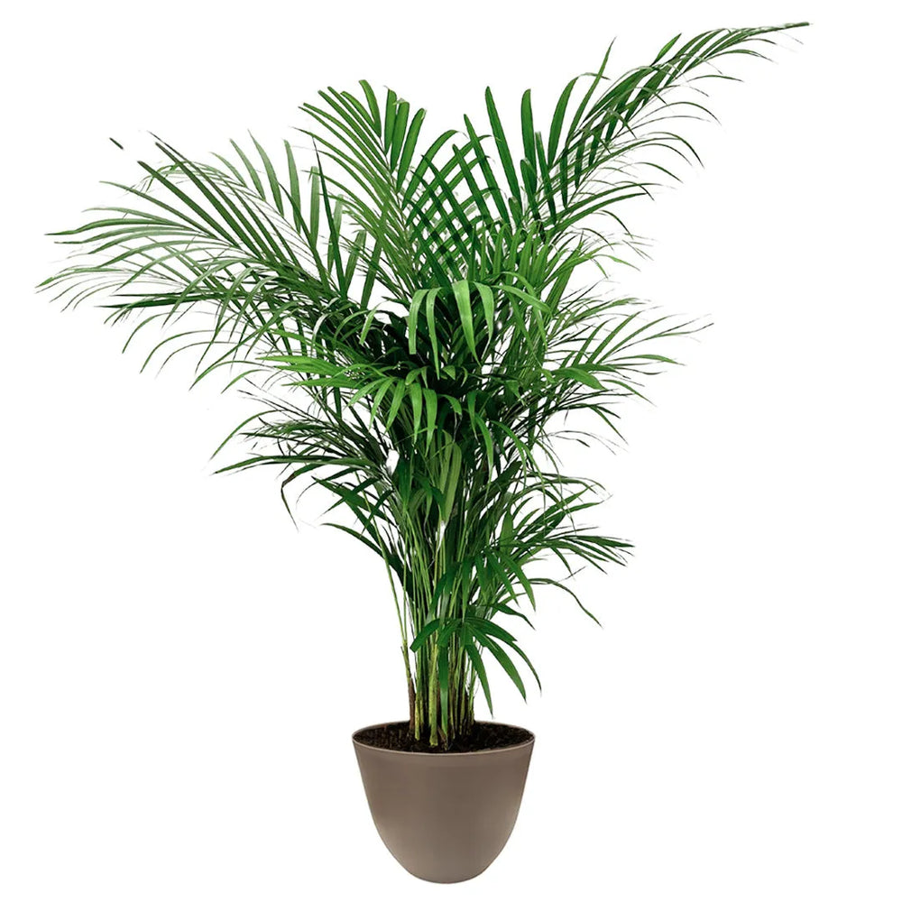 Palma Areca Lutescens - pianta alta 120 cm con vaso tortora in plastica riciclata