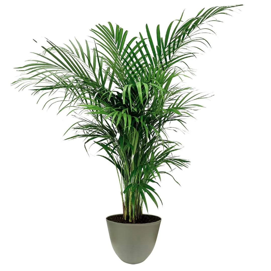 Areca Lutescens - palma da interno in vaso verde rosmarino, vista frontale