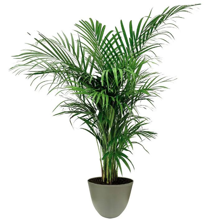 Areca Lutescens - palma da interno in vaso verde rosmarino, vista frontale