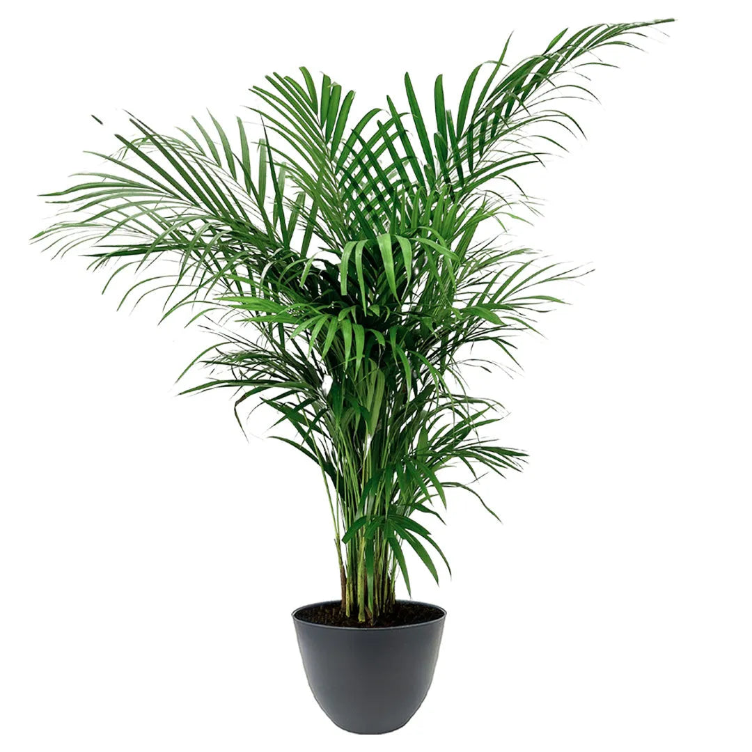 Areca Lutescens - pianta tropicale con vaso antracite, ideale per uffici
