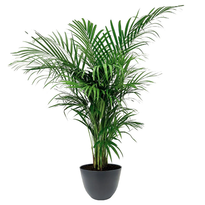 Areca Lutescens - pianta tropicale con vaso antracite, ideale per uffici