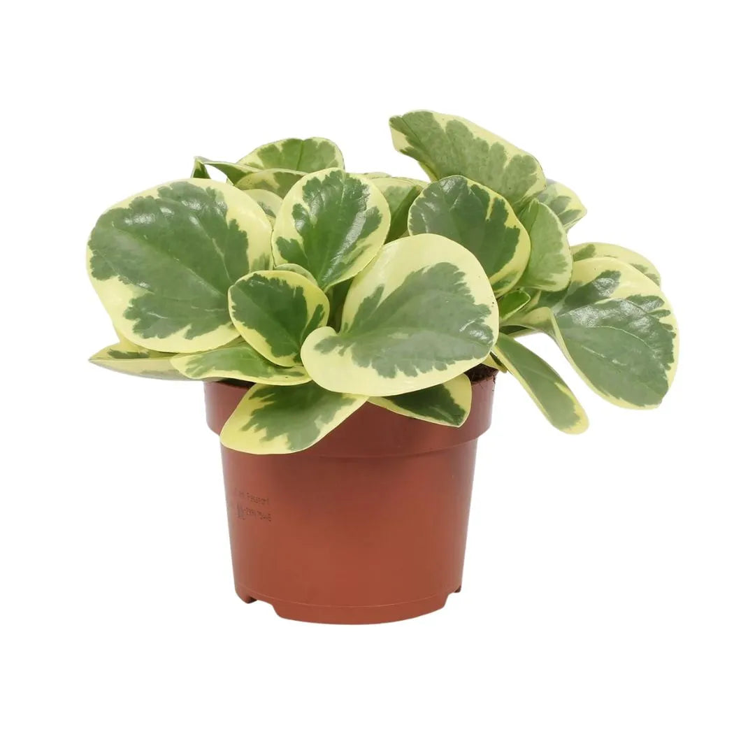 Peperomia Obtusifolia Variegata Ø 12 Vaso plastica