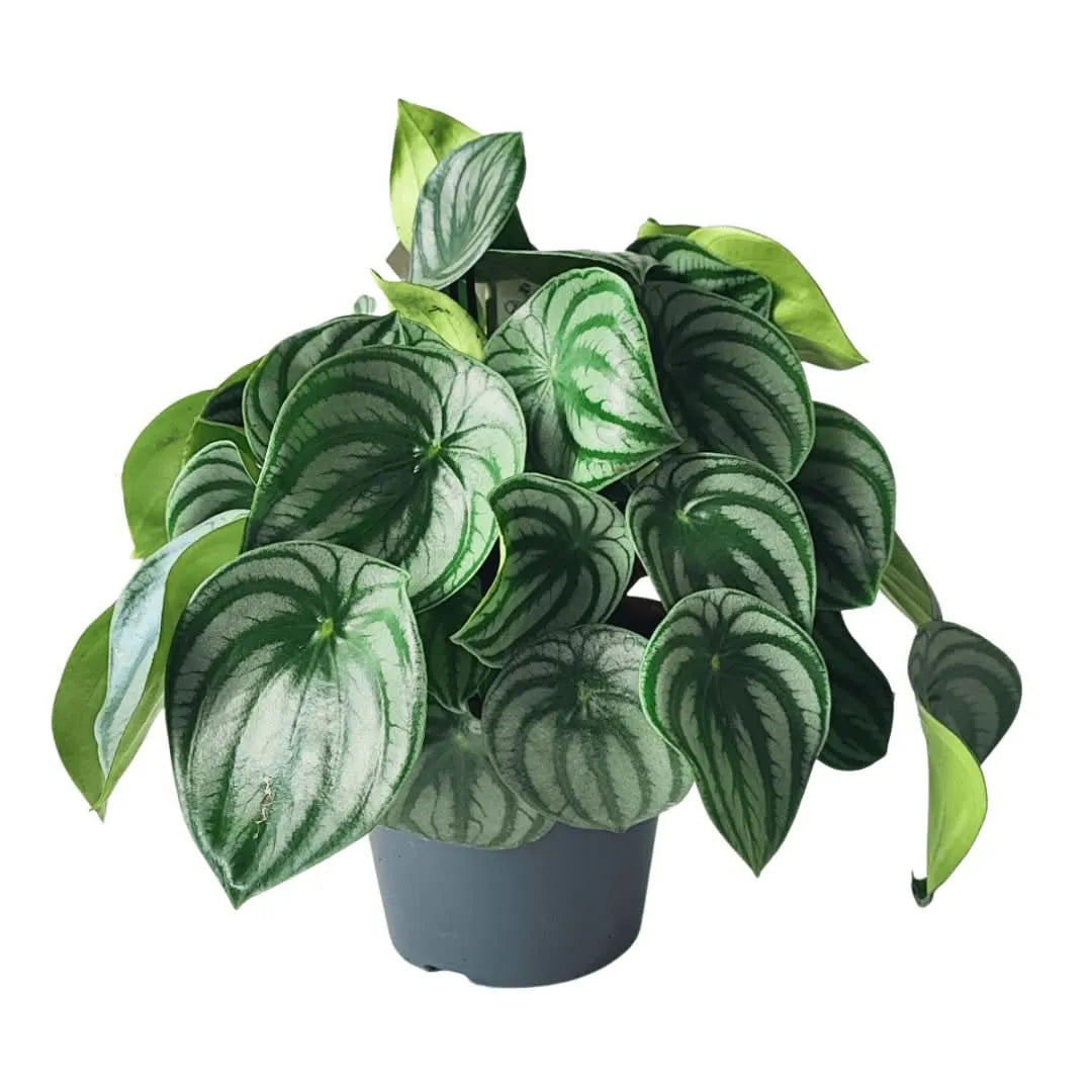 Peperomia Watermelon - pianta in vaso da vivaio, dettaglio delle foglie striate
