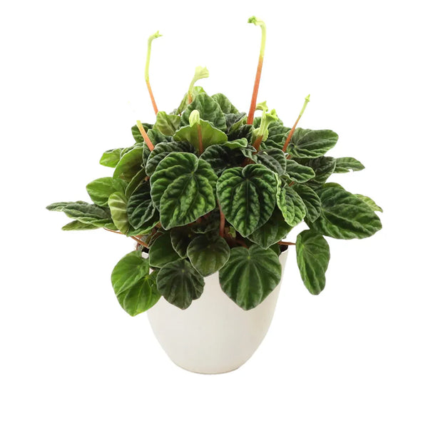 Peperomia Lilian D.13 cm
