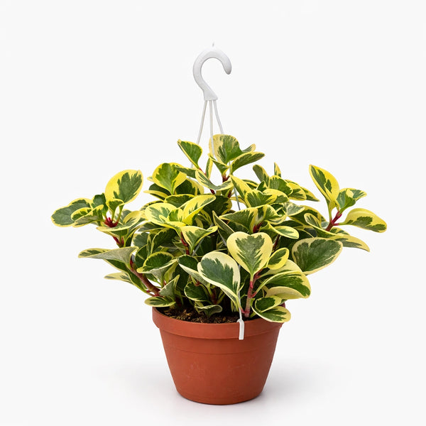 Peperomia obtusifolia basket 20 cm