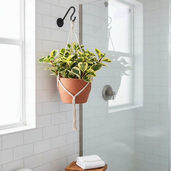 Peperomia Obtusifolia in bagno luminoso, pianta da interno resistente all'umidità per la casa