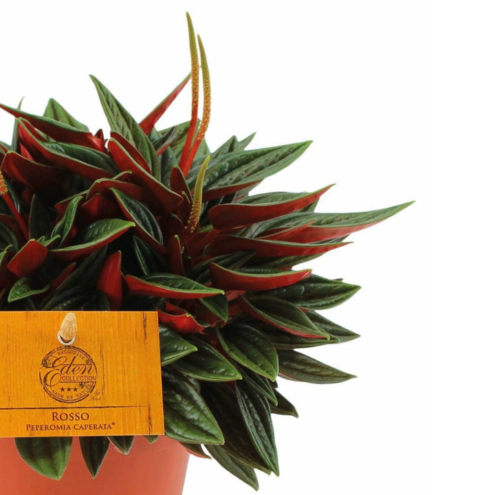 Peperomia Caperata Rossa cura - dettaglio ravvicinato delle foglie rosse e infiorescenze