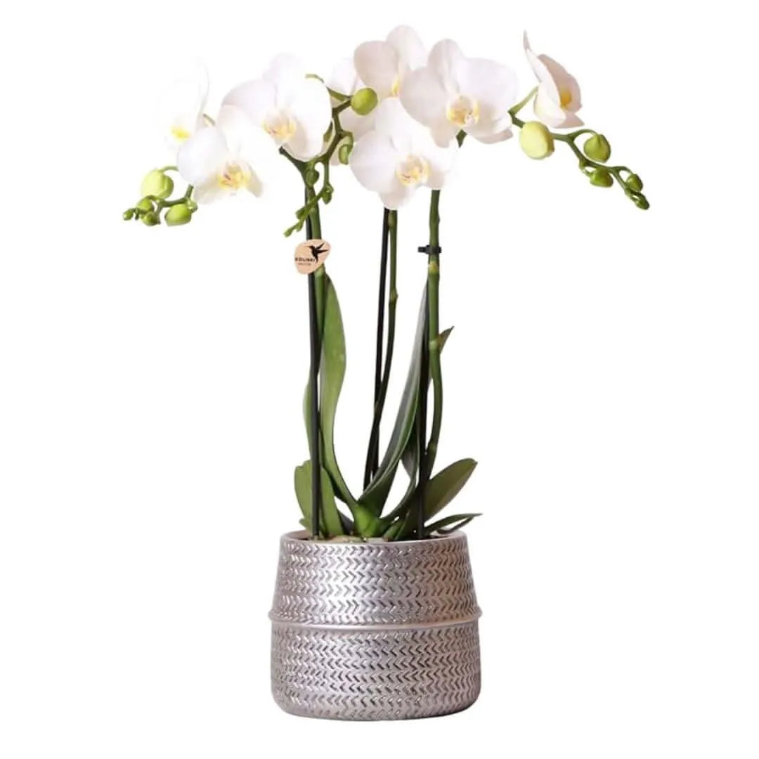 Phalaenopsis gemengd - i Giardini di Giulia  