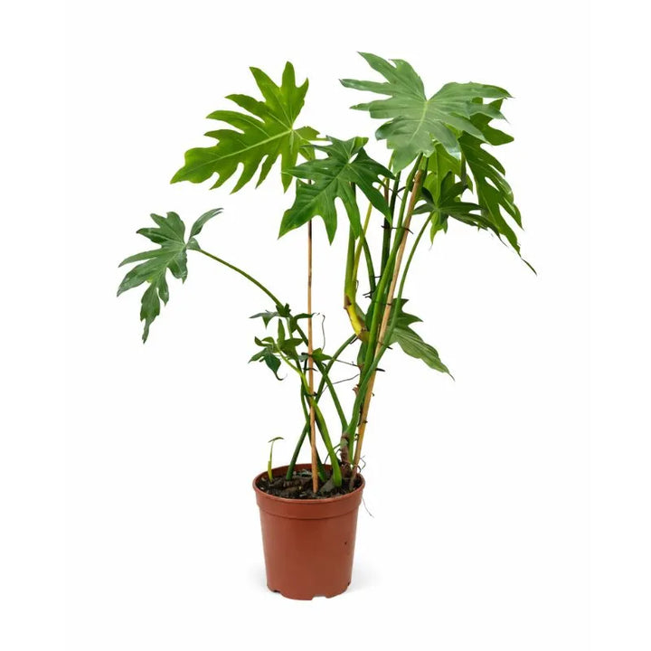 Philodendron Selloum cura - dettaglio delle foglie verdi lucide