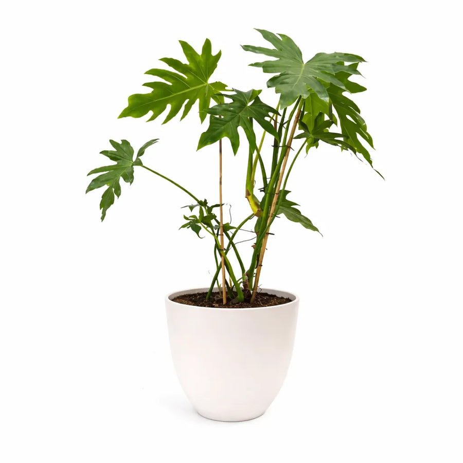 Philodendron Selloum - pianta da interni con foglie grandi e incise