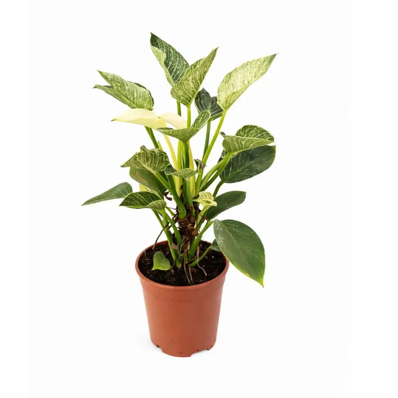 Philodendron Birkin - pianta da interno con foglie variegate e lucide in ambiente domestico