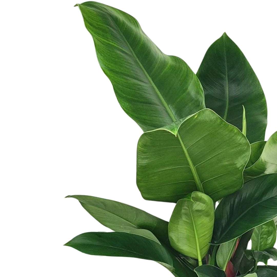 Philodendron Imperial Green - dettaglio foglie lucide e ampie, pianta ornamentale