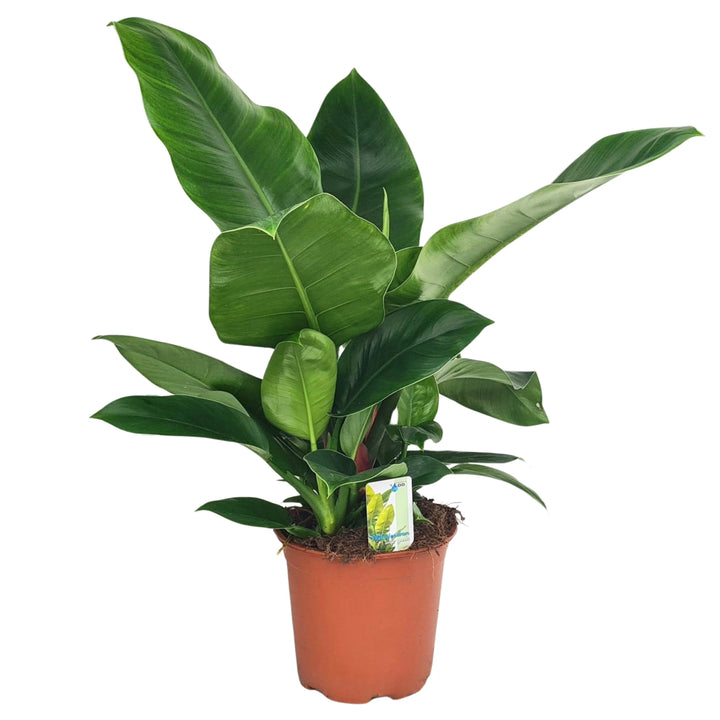 Philodendron Imperial Green - pianta senza vaso, foglie verdi brillanti