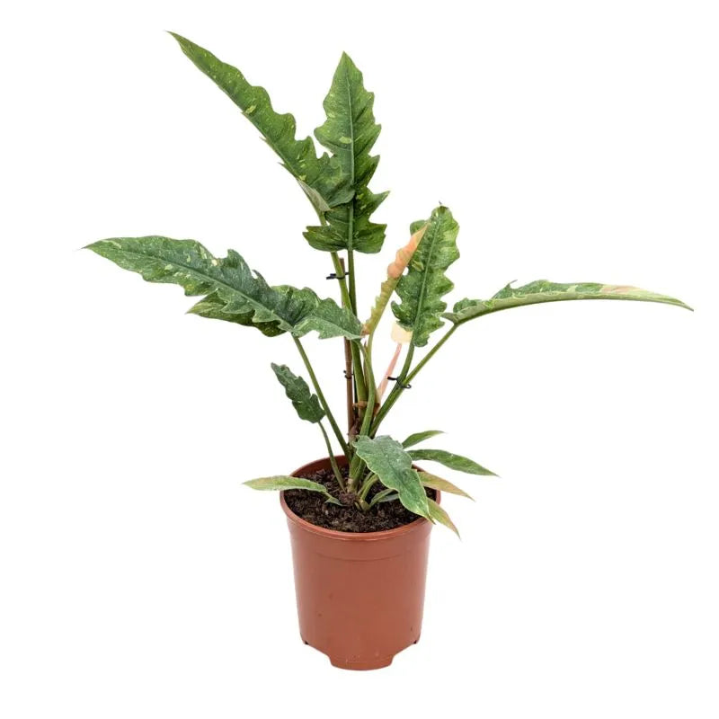 Philodendron Ring of Fire - pianta tropicale con foglie variegate in vaso decorativo