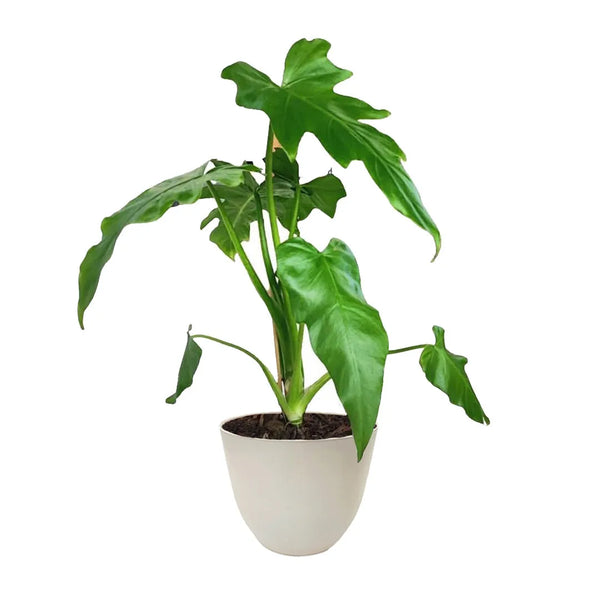 Philodendron selloum