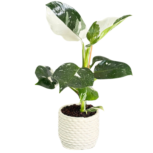 Philodendro White in vaso di ceramica bianca smaltata D. 12 cm H. 42 cm