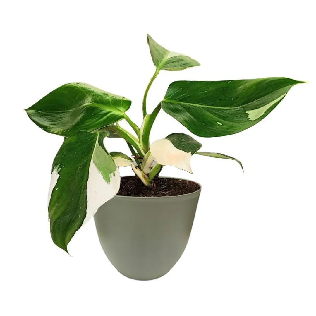Philodendron White Wave pianta variegata in vaso di plastica riciclata verde salvia